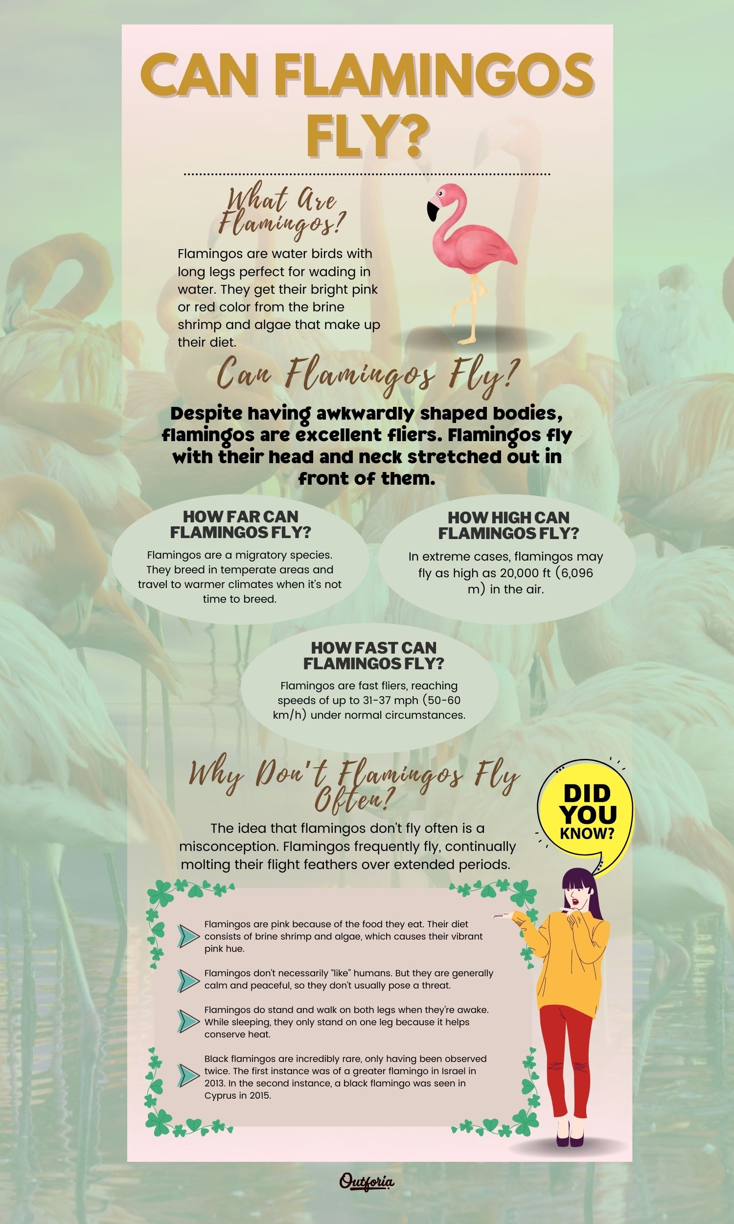 Chart of can flamingos fly complete with pictures, facts, and more