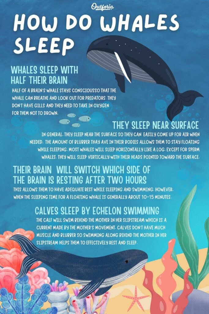 chart of how do whales sleep with facts 