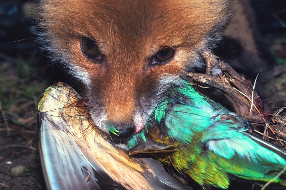 Fox eating a parrot in forest