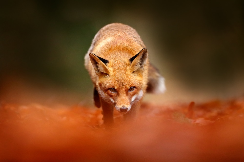 Fox staring on the camera