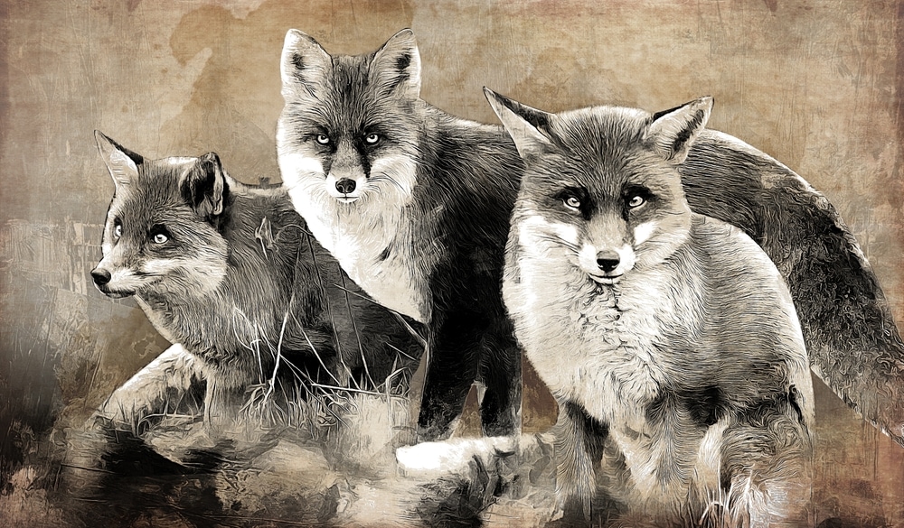Fox being painted in black and white