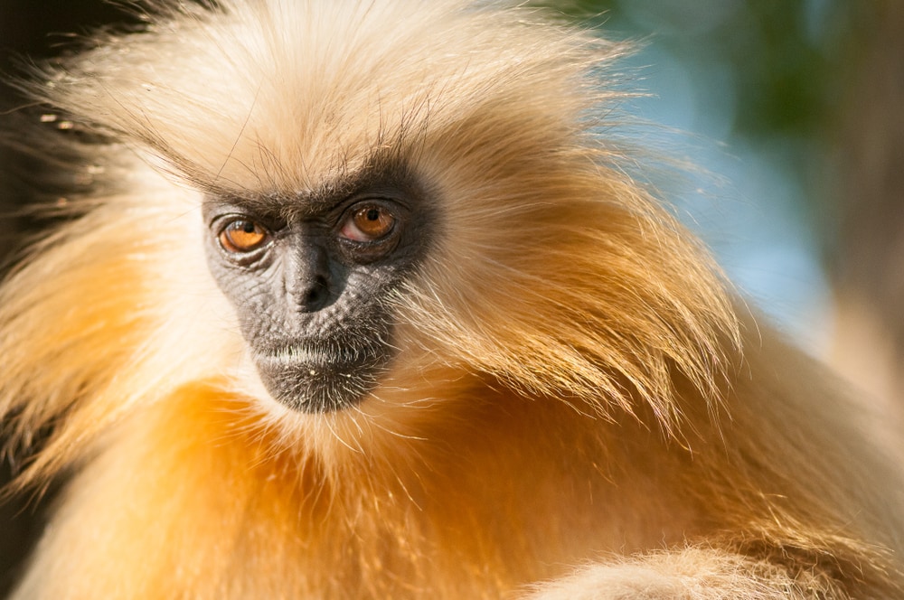 Golden langur looking at the camera
