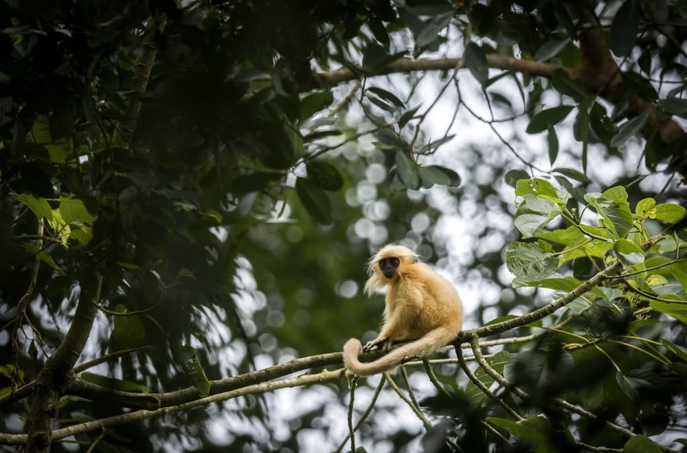 Golden langur sitting on a thin branch