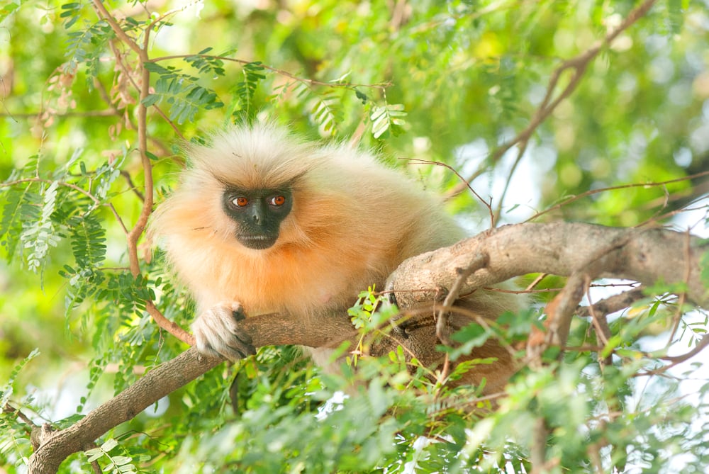 Golden langur looking far on a tree