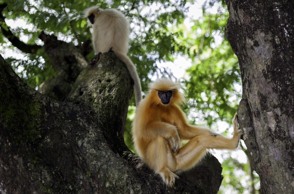 Golden langur sitting in between of trees