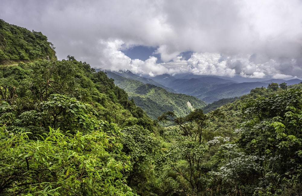 Mountain view of a forest golden langur is living in