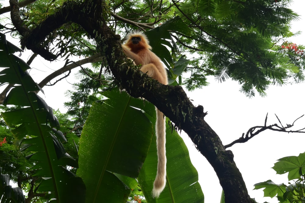 Golden langur on top of a tree