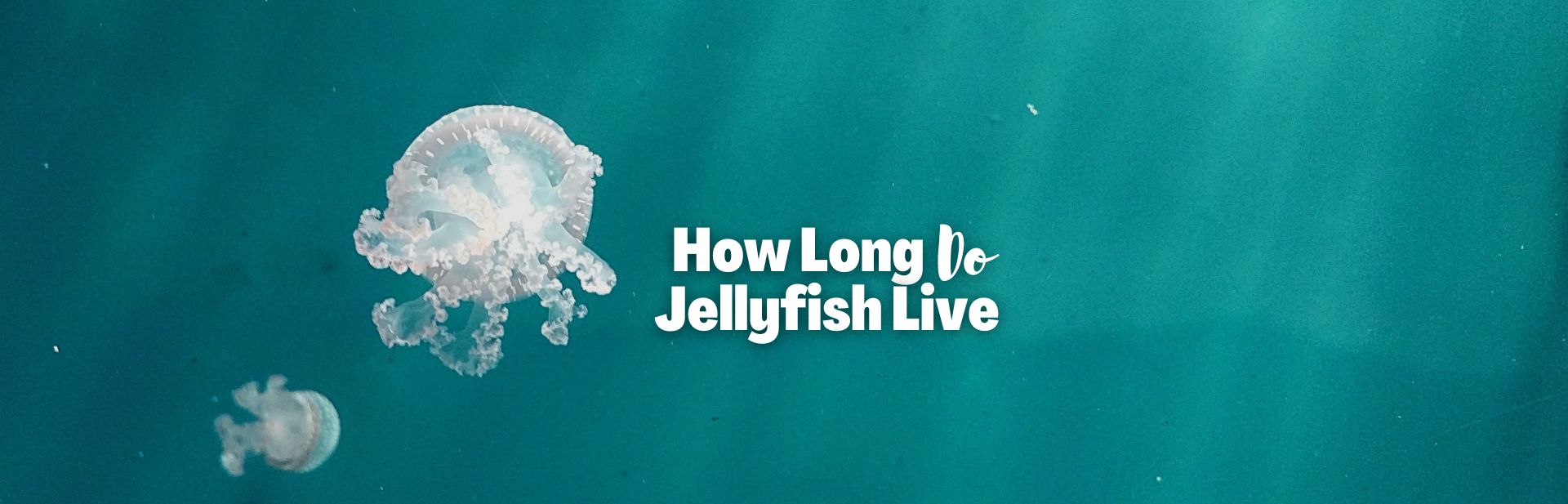 how long do jellyfish live featured image