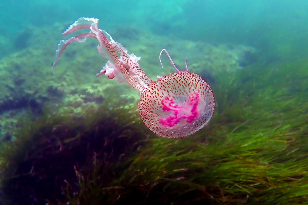 image of a Mauve stinger purple jellyfish swimming the ocean