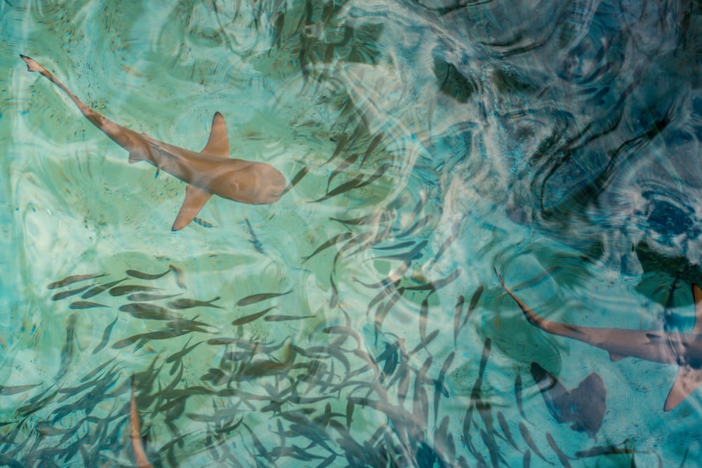 Sharks swimming with baby sharks in the ocean