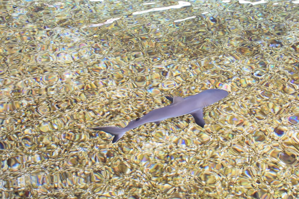 Sharks swimming on shallow waters