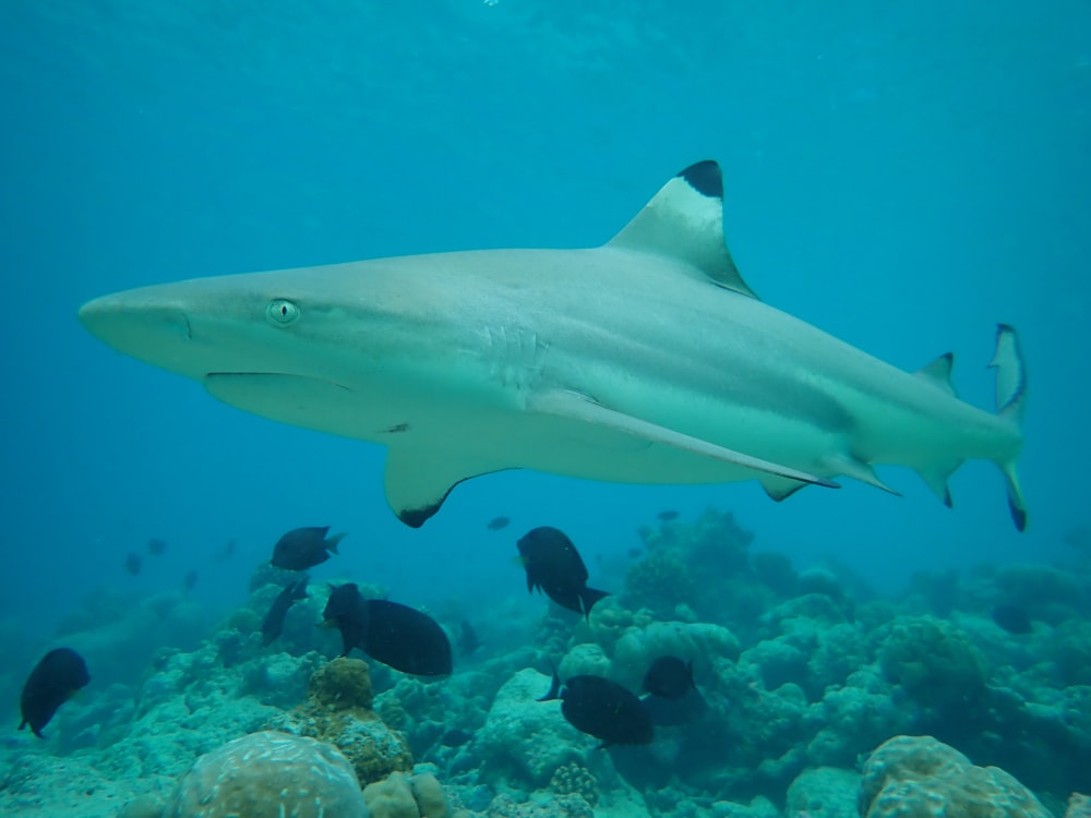 Shark swimming on a coral