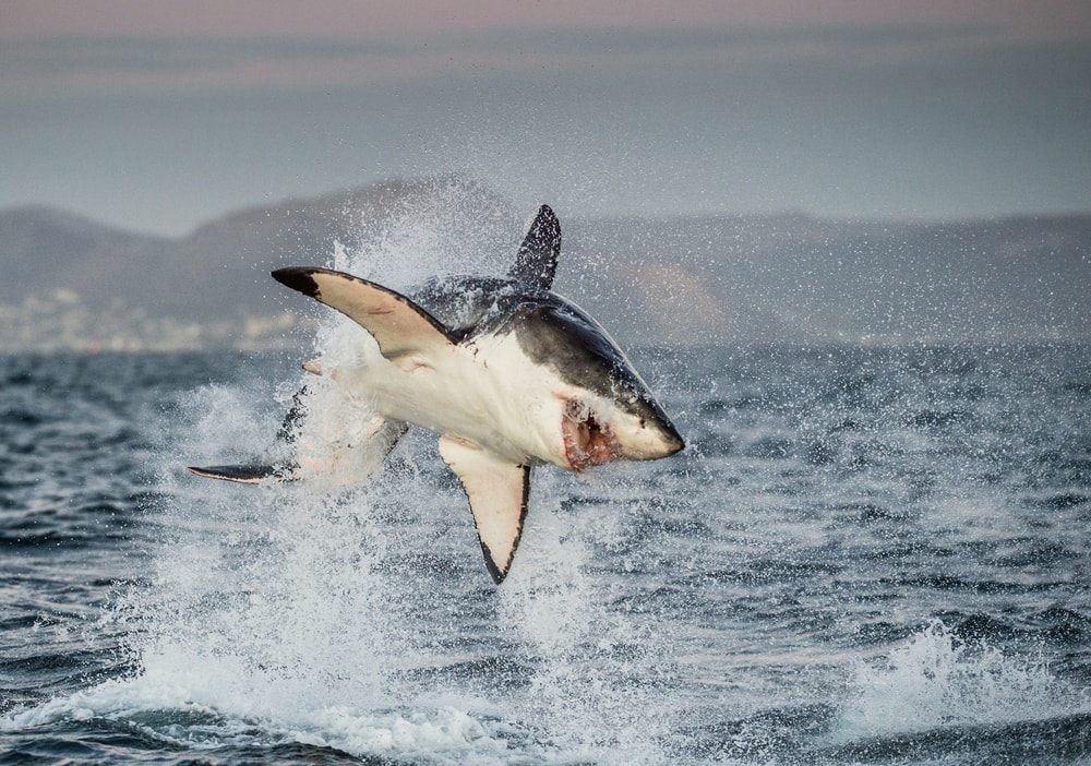 Great White Shark (Carcharodon carcharias) breaching out of an ocean