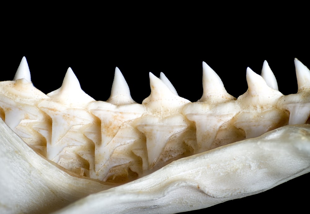Sharks spines on black background