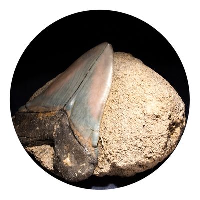 Teeth of a shark laying on a stone