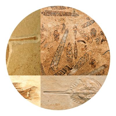 Sharks painted on an ancient paper