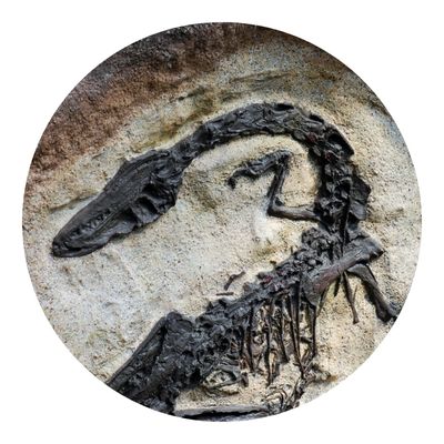 Skeleton of the sharks in the sand beaches