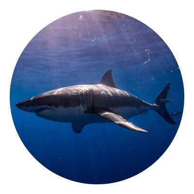 Megalodon swimming on broad sunlight