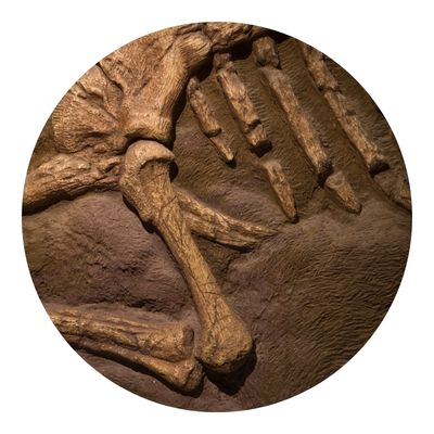 Skeleton of a shark on a stone