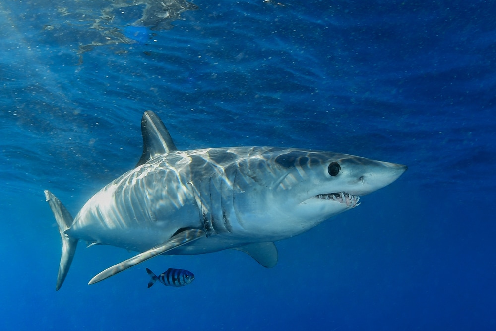 Shortfin Mako Shark (Isurus Oxyrinchus) swimming with a striped fish beneath it