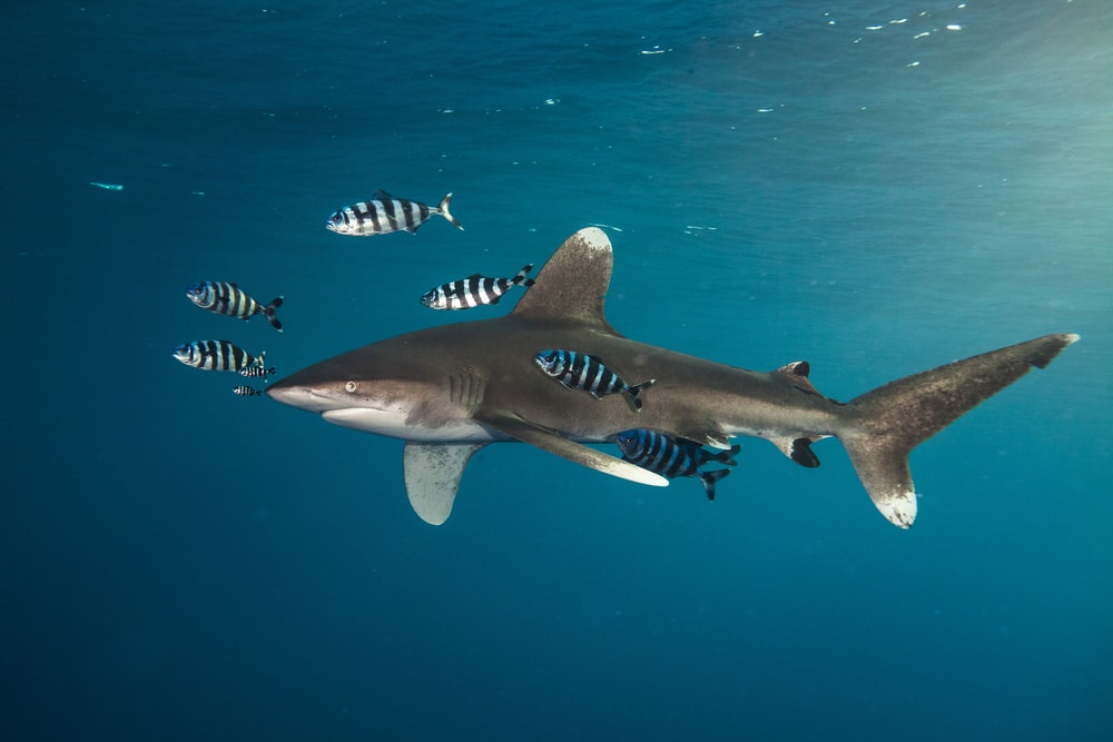 Oceanic Whitetip Shark (Carcharhinus longimanus) swimming with striped fish 