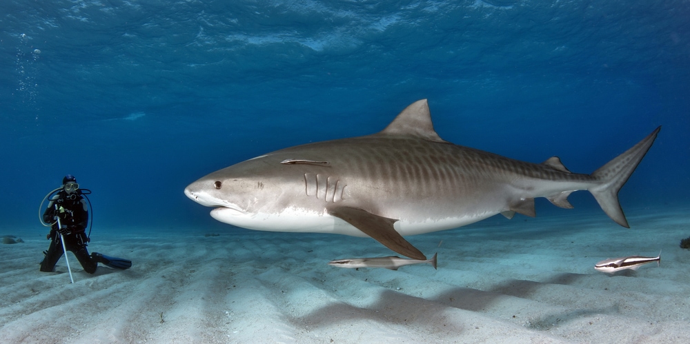 Scuba diver interacting with a Tiger Shark (Galeocerdo cuvier)