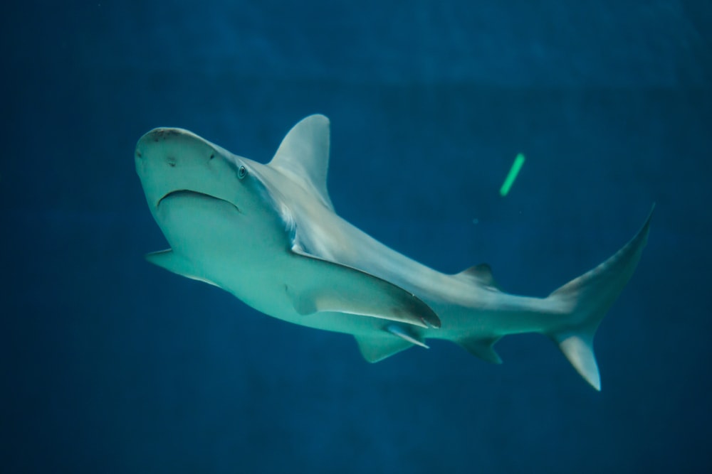 Sandbar Shark (Carcharhinus plumbeus) swimming up the dark ocean