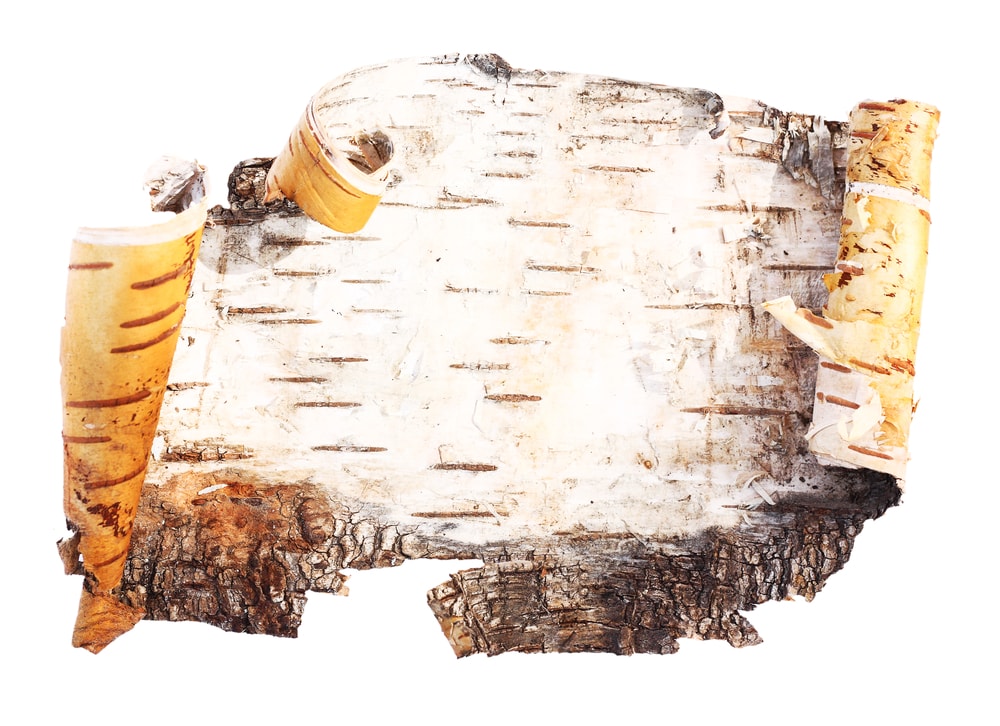 Birch bark on white background