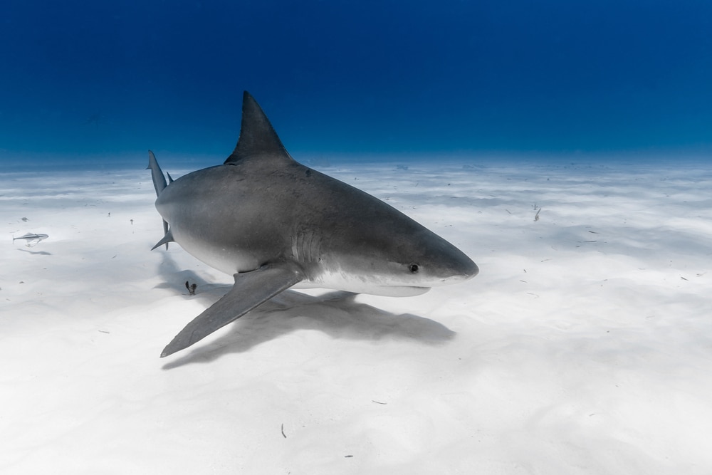 Shark in Michigan searching on the white sand