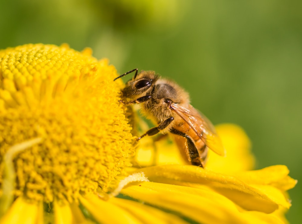 close up of a bee sipping a nectar of a flower