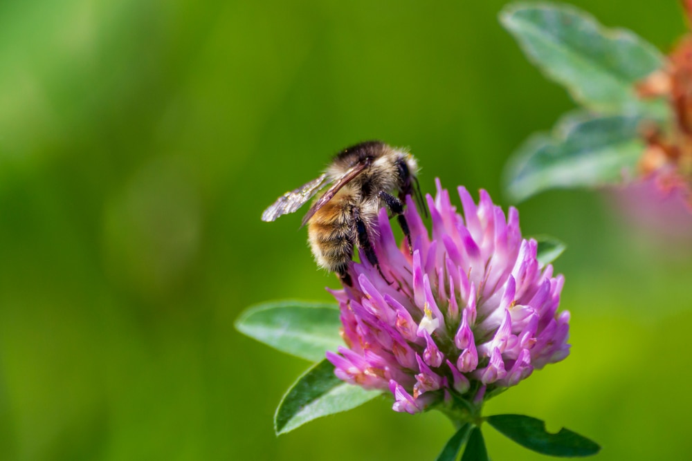 bee on a pink clover