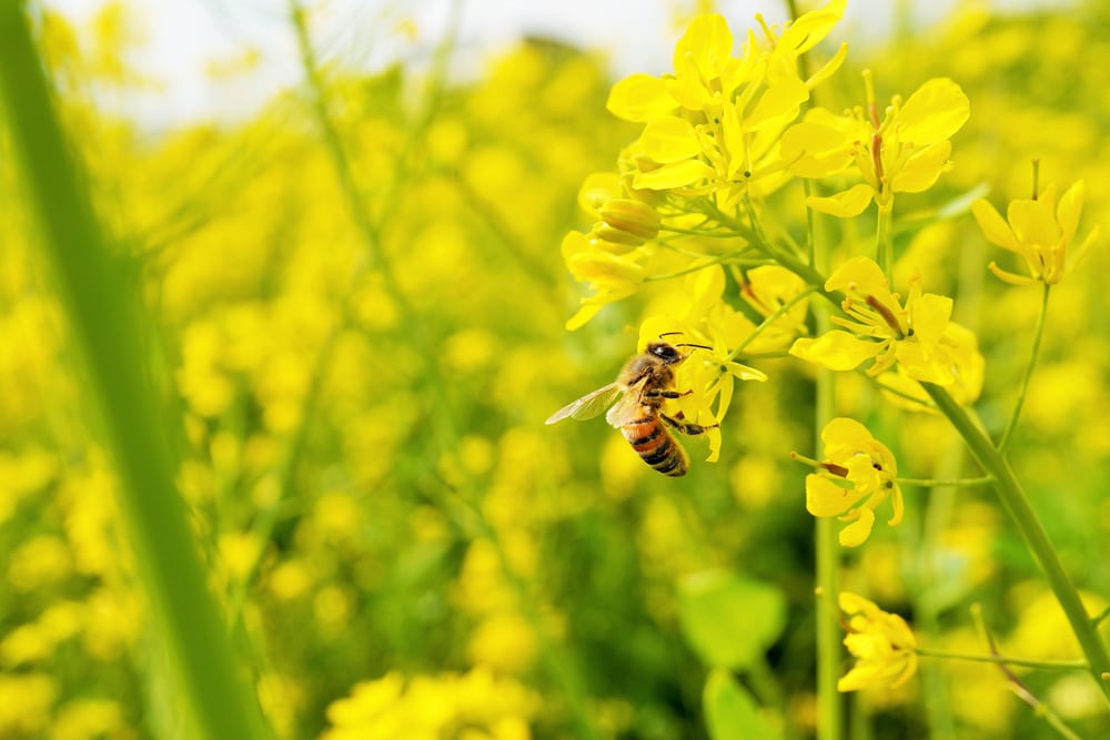 image of a bee sipping nectar from a yellow flower