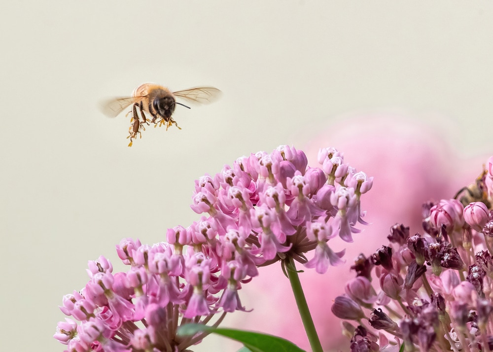 honey bee flying towards a milkweed blossom