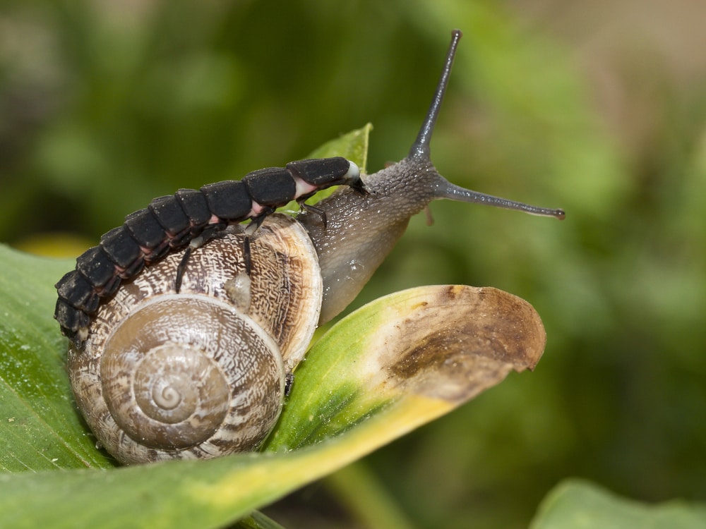 a firefly larva attacking a snaill