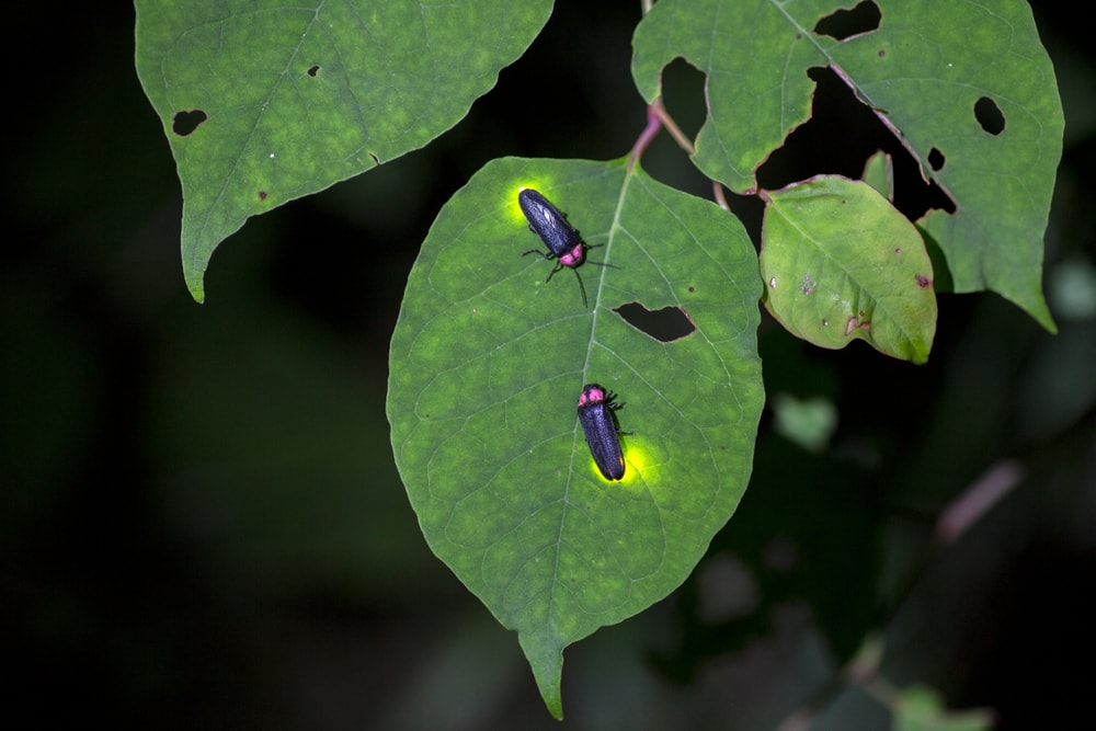 two fireflies glowing on a leaf