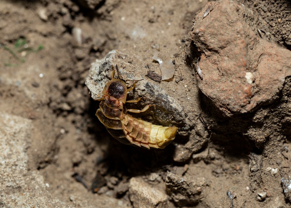 a female firefly waiting for a male