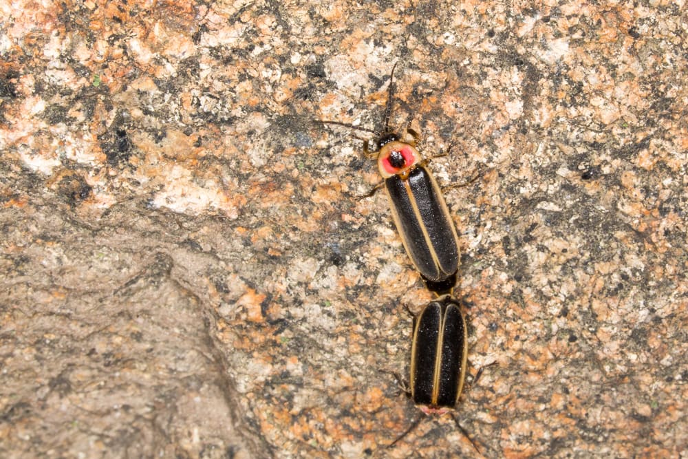 two big dipper fireflies mating