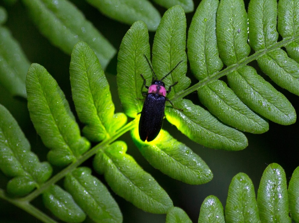 image of a firefly emitting light from a leaf