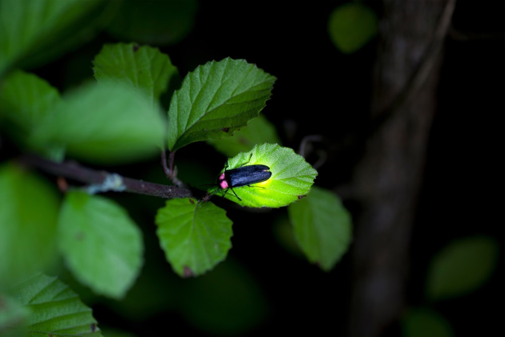 a Genji firefly of Japan on leaf