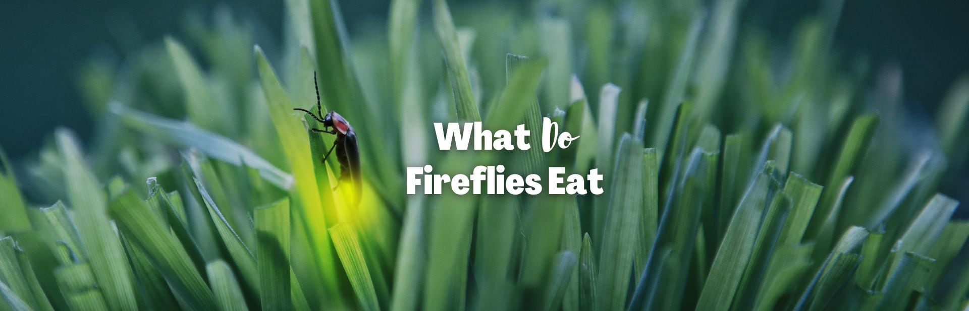 what do fireflies eat featured image