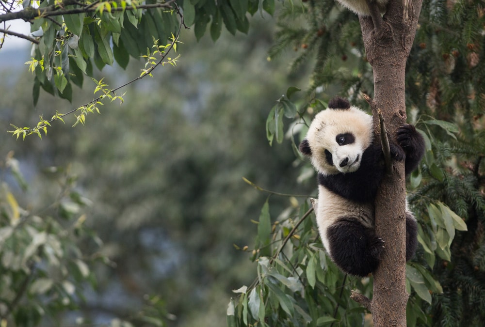 a baby giant panda clutching on a tree