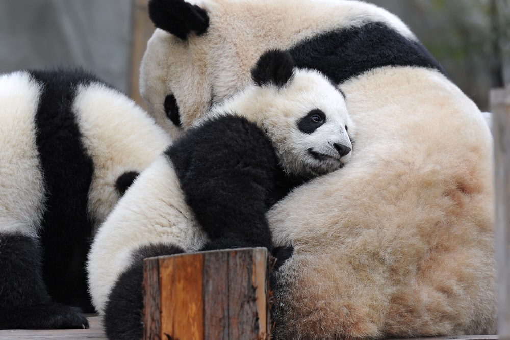 a baby panda resting on its mother's back