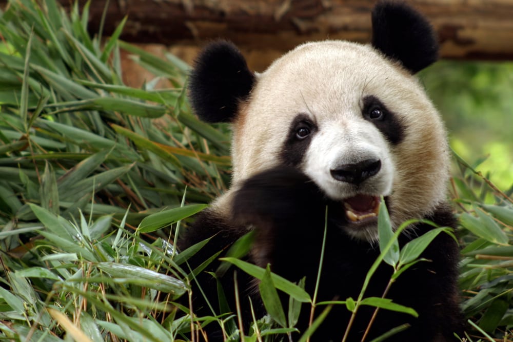 image of a giant panda chewing a bamboo plant