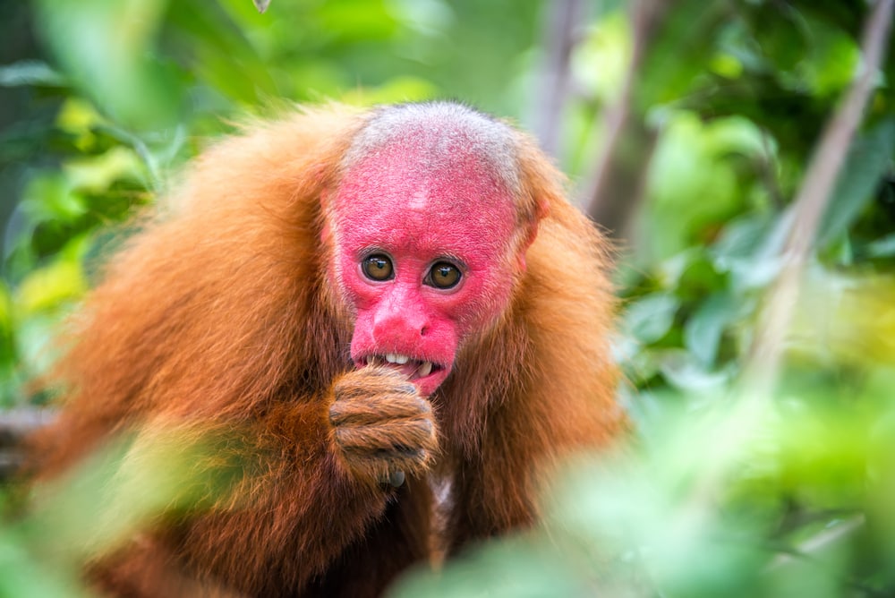 Bald uakari biting its hands