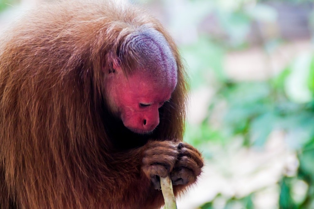 Bald uakari playing on its hands