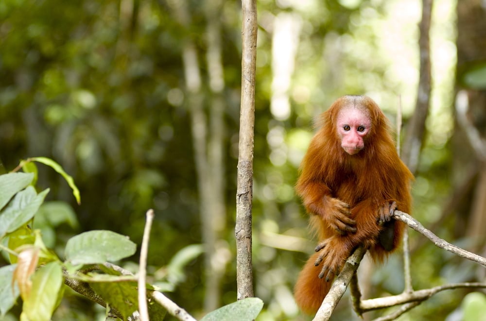 Bald uakari sitting in the middle of the forest