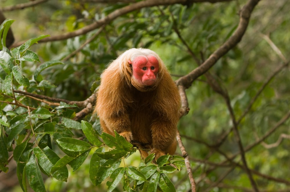 Bald uakari on top of a tree