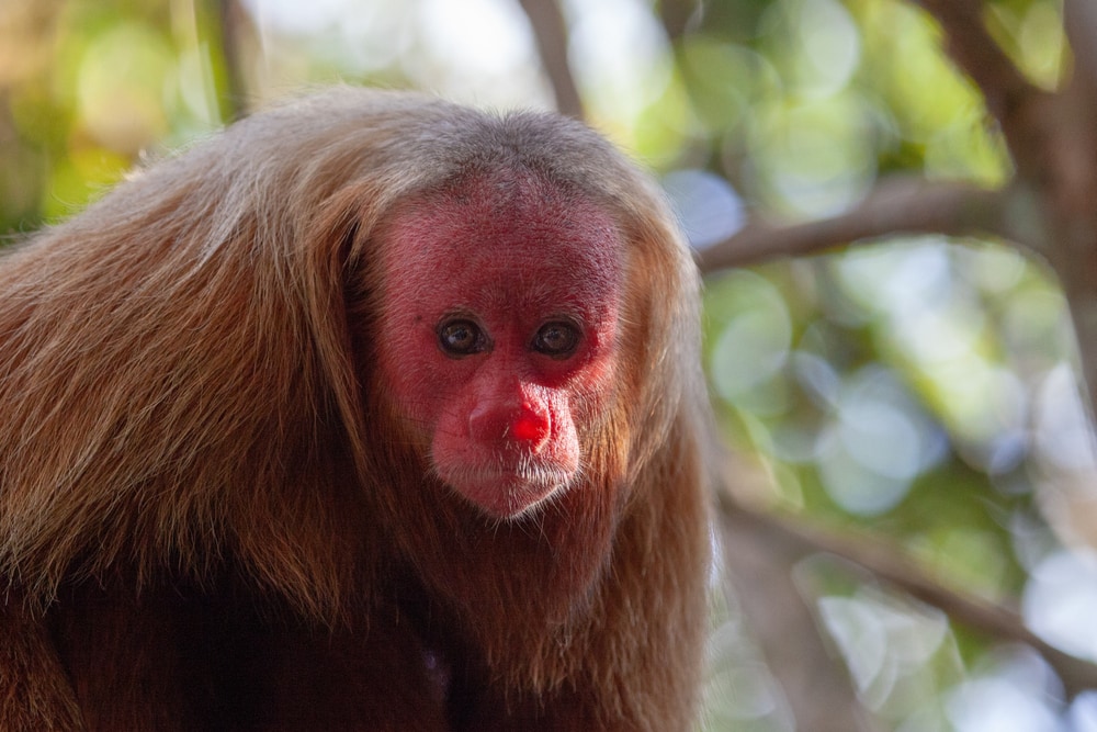 Bald uakari looking at the camera