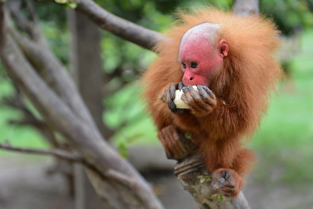 Bald uakari eating banana