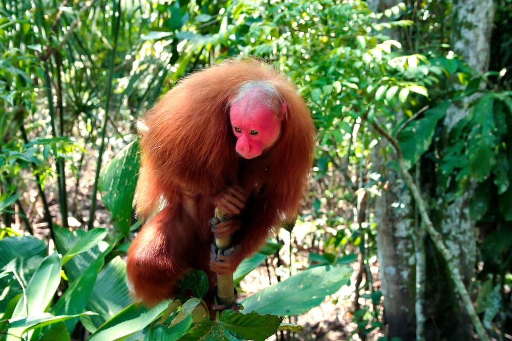 Bald uakari holding on a hose
